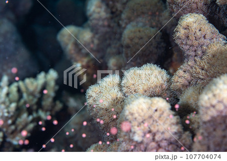 アザミサンゴの産卵 小笠原 アザミサンゴの産卵 小笠原 107704074