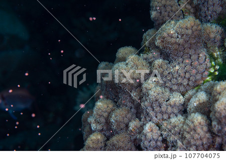アザミサンゴの産卵 小笠原 アザミサンゴの産卵 小笠原 107704075