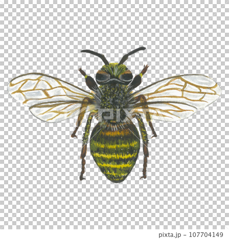 Watercolor illustration of a bee, top view. Isolated on a transparent background, hand drawn Watercolor illustration of a bee, top view. Isolated on a transparent background, hand drawn 107704149