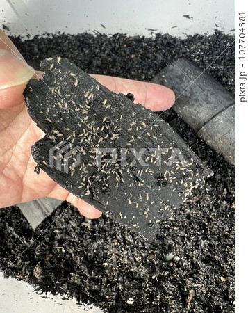 アヤトビムシ アヤトビムシ 107704381