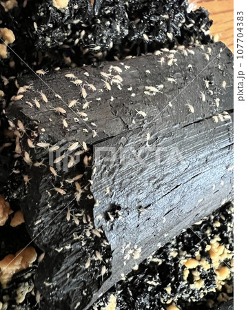 アヤトビムシ 107704383