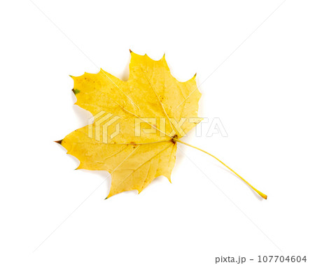 Maple Leaf Isolated. Colored Autumn Tree Leaves 107704604