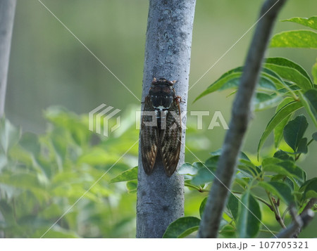 木に止まる蝉 木に止まる蝉 107705321