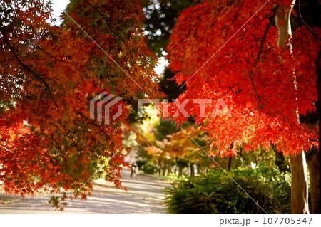 紅葉の道 107705347