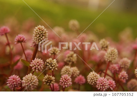 ミゾ蕎麦 ミゾ蕎麦 107705352