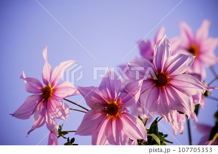 皇帝ダリアと青空 107705353