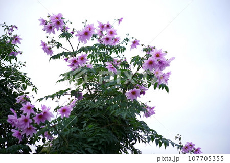 皇帝ダリア 皇帝ダリア 107705355