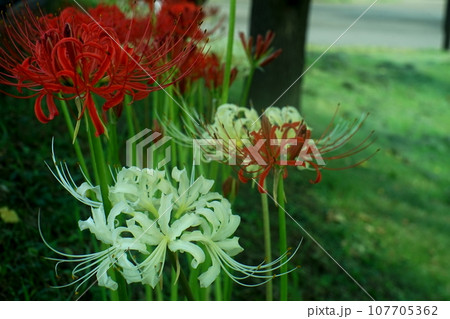 彼岸花 107705362