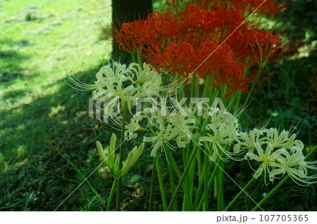 彼岸花の白と赤 107705365