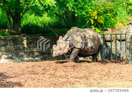 Indian rhinoceros (Rhinoceros unicornis), or Indian rhino for short, also known as the greater one-horned rhinoceros 107705400