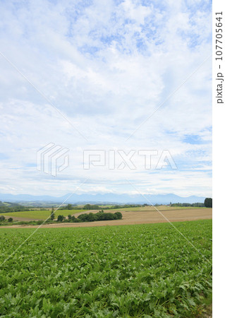 北海道 美瑛の「かしわ園公園」から見える景色 107705641