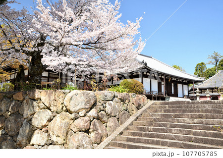 当麻寺奥院とさくら　【奈良県葛城市】 107705785