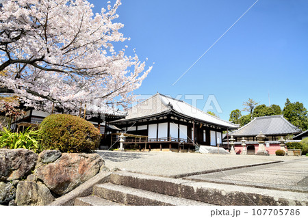 当麻寺奥院とさくら 【奈良県葛城市】 当麻寺奥院とさくら 【奈良県葛城市】 107705786