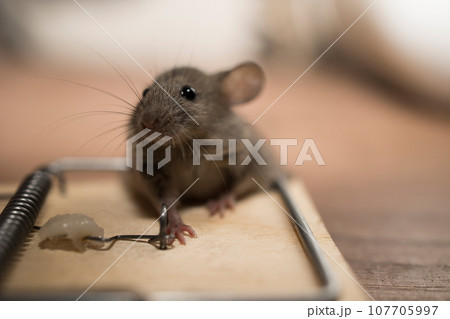 A gray mouse fell into a mousetrap and slammed 107705997