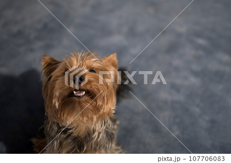 Portrait of a funny little York Terrier dog with empty space for an inscription Portrait of a funny little York Terrier dog with empty space for an inscription 107706083