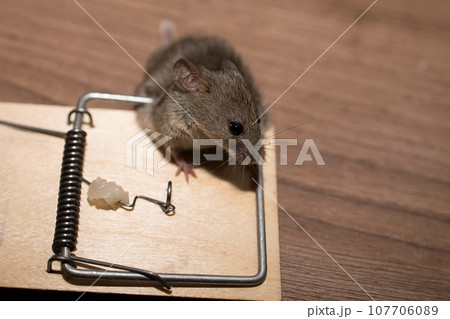 A gray mouse fell into a mousetrap and slammed 107706089