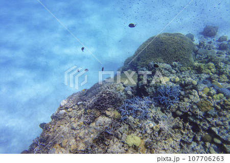 サンゴ礁の上を泳ぐ魚 サンゴ礁の上を泳ぐ魚 107706263