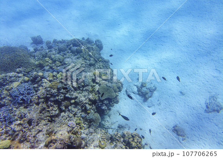 サンゴ礁の上を泳ぐ魚 107706265