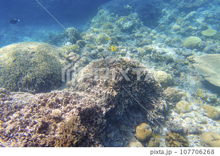 サンゴ礁の上を泳ぐ熱帯魚 サンゴ礁の上を泳ぐ熱帯魚 107706268