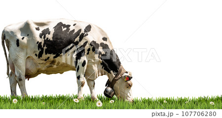 White and Black Dairy Cow on a Green Pasture Isolated on White Background 107706280