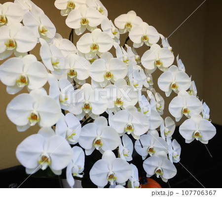 なばなの里　ベゴニアガーデン　三重県桑名市長島町 107706367