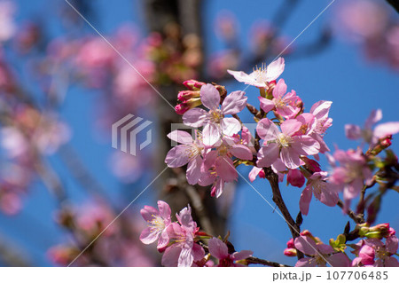 花 フラワー お花 107706485