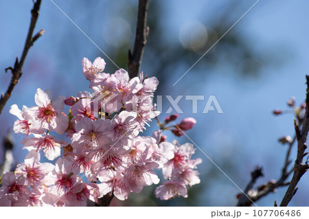 花 フラワー お花 107706486
