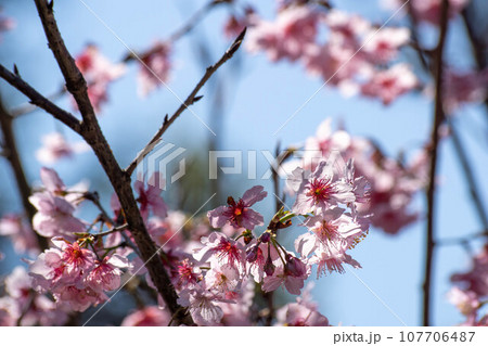 花 フラワー お花 107706487