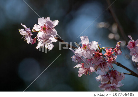 花 フラワー お花 107706488