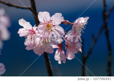 花 フラワー お花 107706491