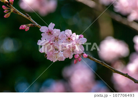 花 フラワー お花 107706493