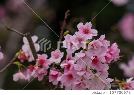 花 フラワー お花 107706678