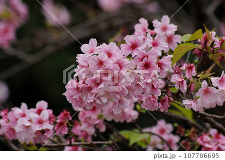 花 フラワー お花 107706695
