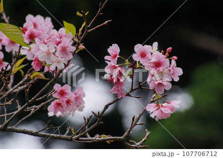 花 フラワー お花 107706712