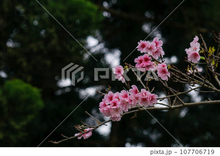 花 フラワー お花 107706719