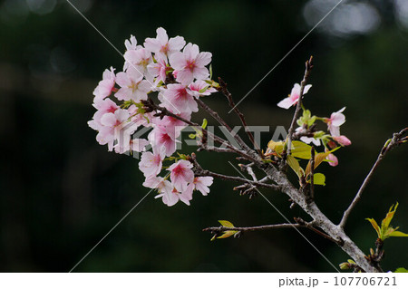 花 フラワー お花 107706721