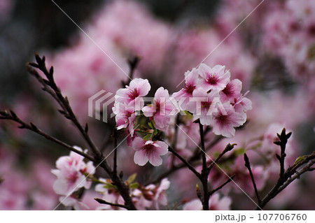 花 フラワー お花 107706760