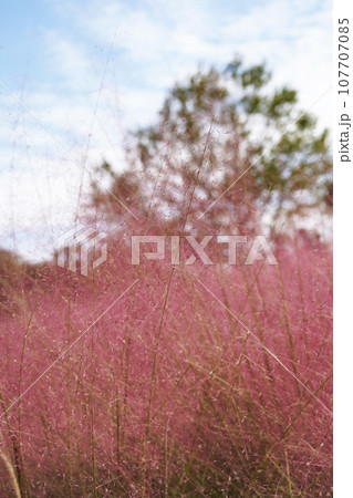 青空と木とふわふわしたピンク色の　ミューレンベルギア　カピラリス 107707085