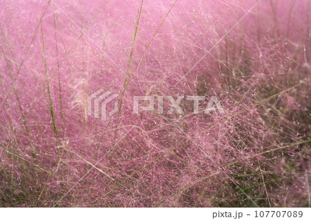 ふわふわしたピンク色の　ミューレンベルギア　カピラリス 107707089