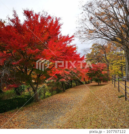 公園　紅葉　秋 107707122