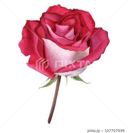 Flower rose bloom. Watercolor botanical illustration isolated on white. For card, invitation, clip art, label 107707696