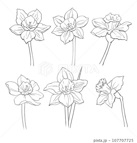 Set of narcissus flowers.Linear drawing.For use in packaging design for cosmetics, perfumes and feminine hygiene products. For printing coloring books, packaging, printing on dishes and other purposes Set of narcissus flowers.Linear drawing.For use in packaging design for cosmetics, perfumes and feminine hygiene products. For printing coloring books, packaging, printing on dishes and other purposes 107707725