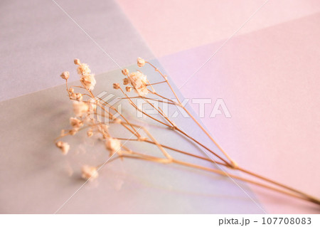 くすみカラーとカスミソウのデザイン 107708083