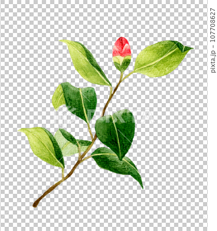 紅山茶花芽，手繪水彩畫冬春花 107708627