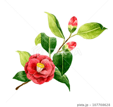 赤色の椿 冬・春の花の手描き水彩イラスト素材のイラスト素材