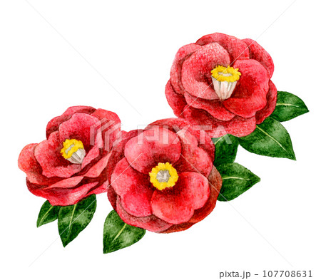 赤色の椿 冬・春の花の手描き水彩イラスト素材のイラスト素材