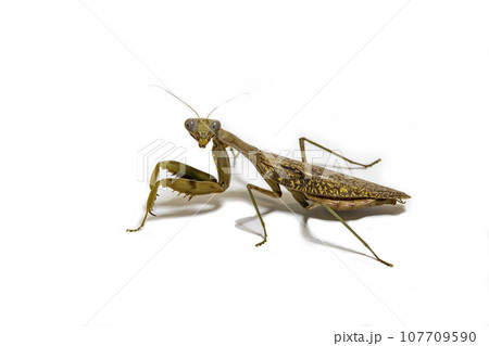 白い背景の茶色いハラビロカマキリ 107709590