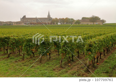 フランスボルドー近郊のワインの名産地で世界文化遺産の街サンテミリオン　村に隣接する霧の中のブドウ畑 107709761