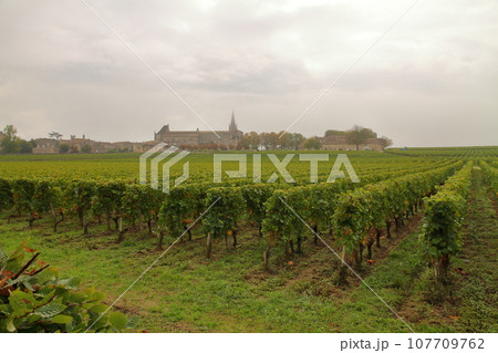 フランスボルドー近郊のワインの名産地で世界文化遺産の街サンテミリオン　村に隣接する霧の中のブドウ畑 107709762