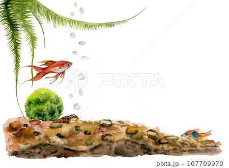 Hand drawn watercolor aquarium fish, algae and sealife on substrate. Marine exotic underwater illustration. Isolated on white background. Design for shops, brochure, print, card, wall art, textile. 107709970
